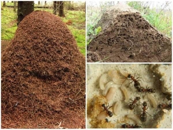 Муравейник гнездо муравьев