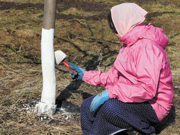 Подготовка плодовых деревьев к зиме на урале