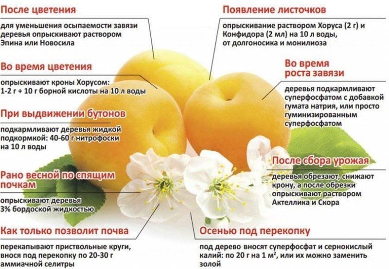 Персик абрикос