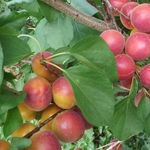 Абрикос десертный: описание и характеристики сорта, посадка и уход, урожайность