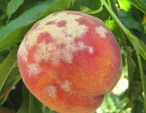 Персик обыкновенный