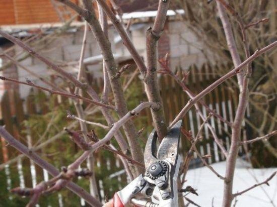 Обрезка плодовых деревьев весной черешня