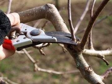 Обрезка плодовых деревьев весной яблони
