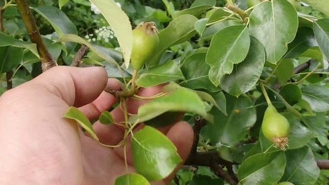 Чем и как удобрять грушу осенью