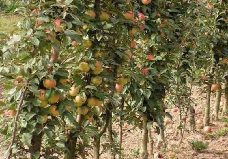 Яблоня «симиренко» дерево