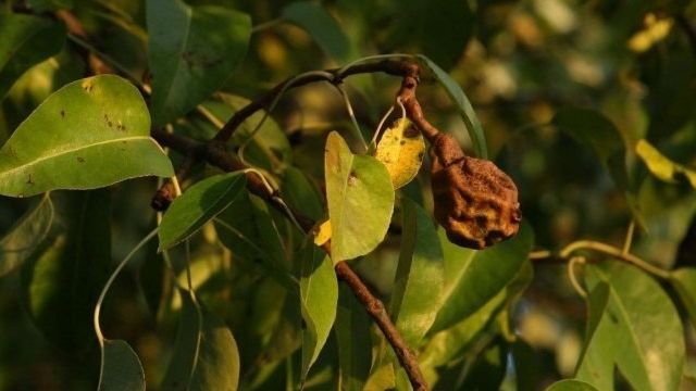 Почему гниют плоды груши на дереве и что делать, меры борьбы с болезнью. Трескаются и гниют груши на дереве