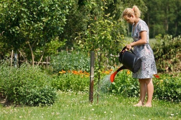 Женщина поливает огород