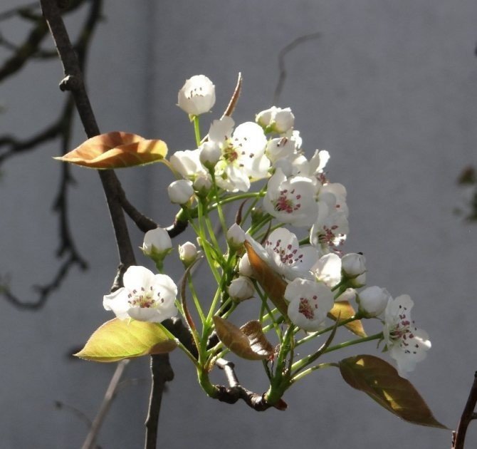 Японская груша цветение