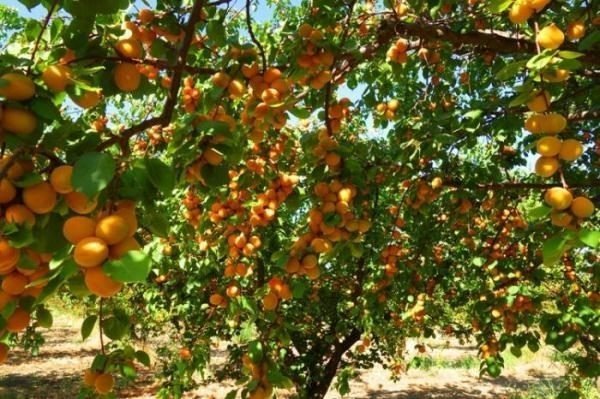 Плодовое дерево абрикос