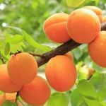 Как проводится обрезка абрикоса осенью