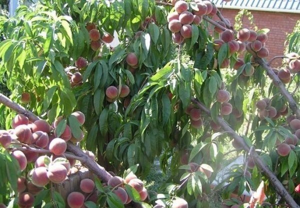 Сорт персика воронежский кустовой