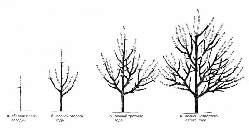 Схема обрезки дерева