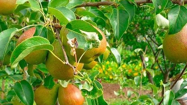 О лучших плодовых деревьях для Подмосковья
