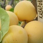 Сорта желтой крупноплодной сливы: рекомендации по посадке и выращиванию