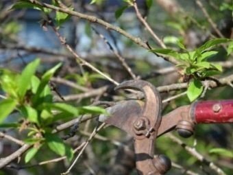 Обрезка плодовых деревьев весной