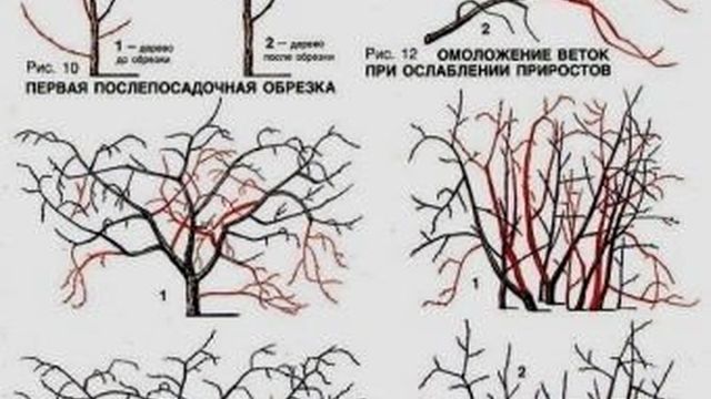 Обрезка вишни: как правильно обрезать дерево весной и осенью, схема формирования кроны