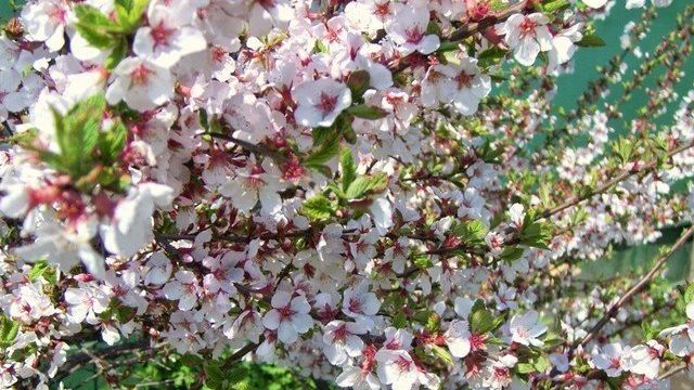 Войлочная вишня, посадка и уход. Выращивание войлочной вишни — описание сортов, посадка и уход. Технология выращивания войлочной вишни