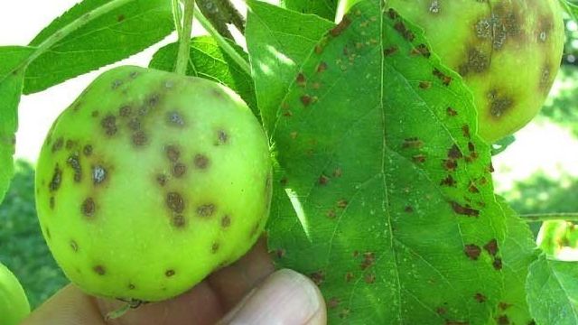 О черном раке на яблоне: чернеет ствол, кора, ветви, листья