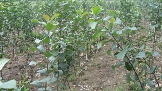 Как выращивать саженцы яблони из срезанной ветки