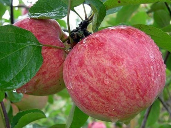 Яблоня сорт коричное полосатое