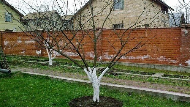 Обзор сорта яблони Феникс Алтайский — Садоводство для начинающих