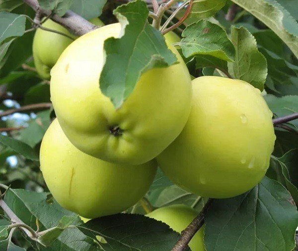 Яблоня скрещенная с манго