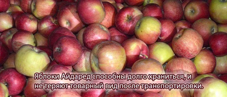 Молдавский яблоки айдаред