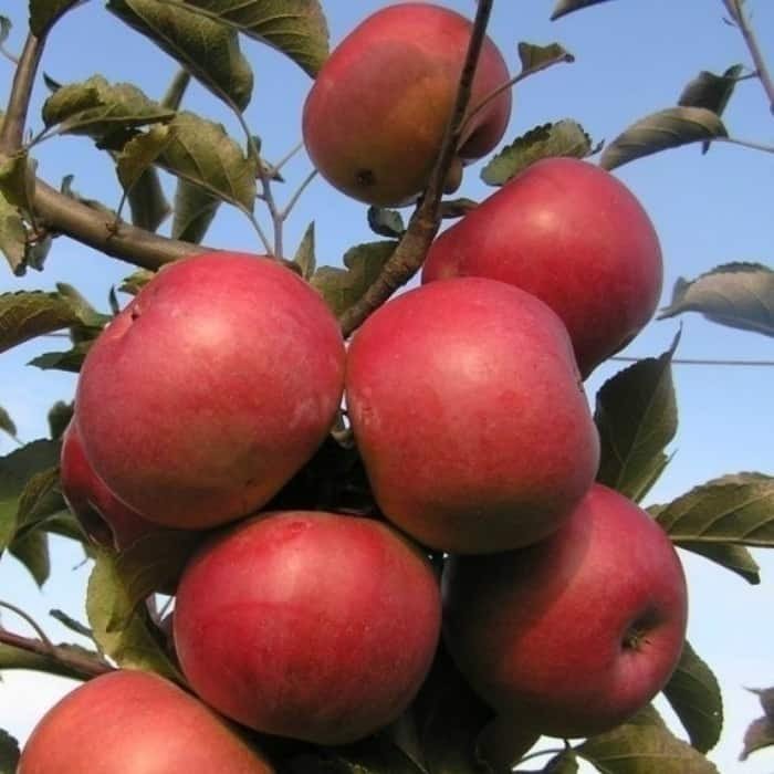Сорт яблони айдаред