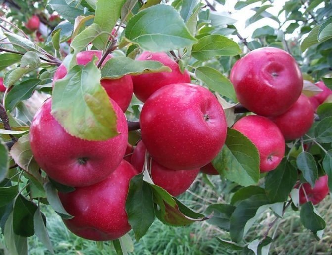 Яблоня красное раннее