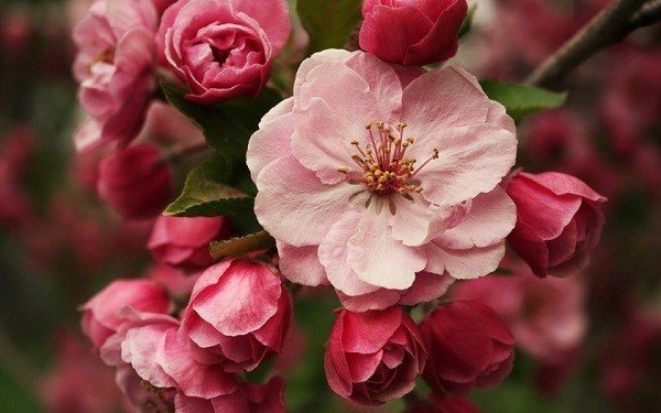 Яблоня с розовыми цветами