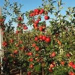 Схема посадки яблоневого сада. Основная схема посадки яблонь