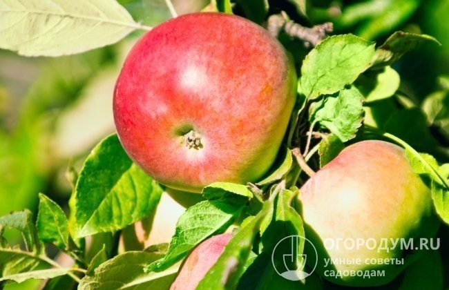 Сорт яблони дыямент