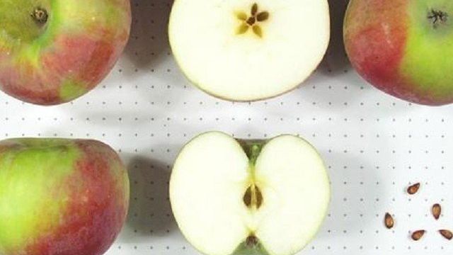 Сорт яблок Кортланд: описание, когда снимать, отзывы, фото