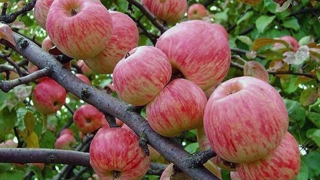 Фото и описание яблони Мельба, посадка, уход, полив и подкормка видео