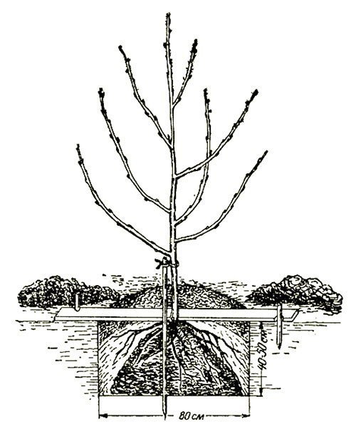 Схема посадки саженца вишни