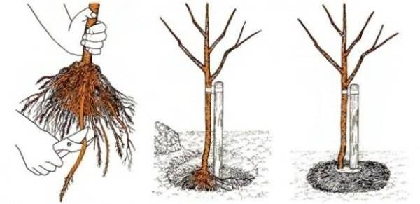 Схема посадки саженца яблони