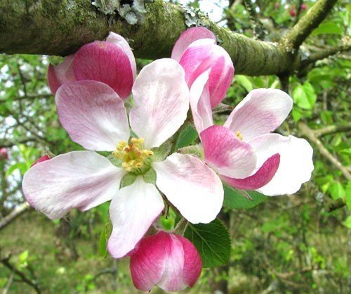 Яблоня флорина цветение