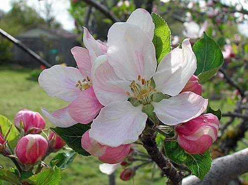 Яблоня садовая цветение