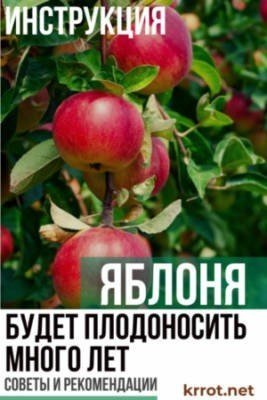 Сорт яблони малиновка