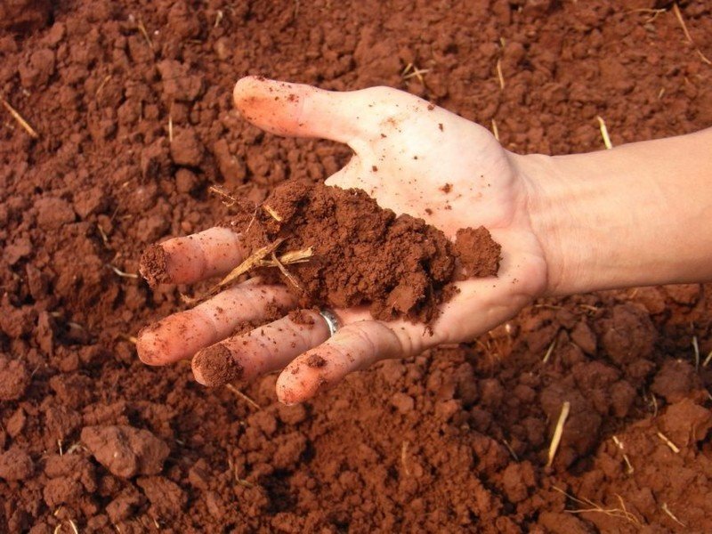 Тяжелая глинистая почва