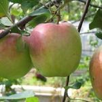Яблоня Зимняя красавица описание сорта и характеристики плодов с фото