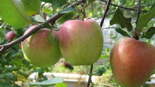 Яблоня зимняя красавица: фото и описание сорта, отзывы садоводов
