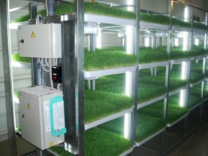 Производитель гидропонных установок для зеленого корма