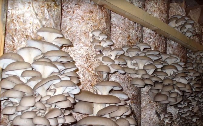 Вешенка грибы на ферме