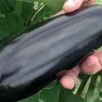 Баклажан «Черный ворон»: как получить прекрасный урожай