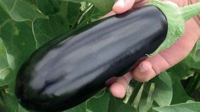 Баклажан «Черный ворон»: как получить прекрасный урожай