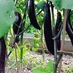 Баклажан выращивание посадка на рассаду полив удобрение рецепты