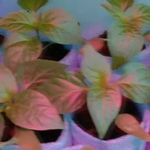 Баклажаны — выращивание из семян