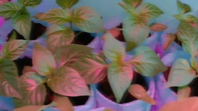 Баклажаны — выращивание из семян