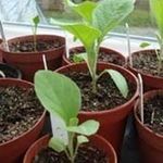 Как сеять семена баклажан на рассаду